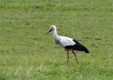 stork svalungebyn